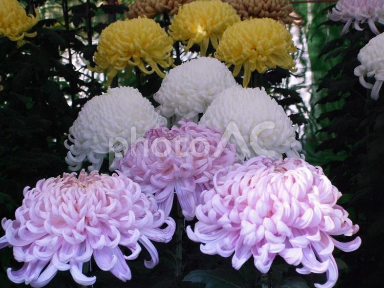 豪華な厚みのある菊の花の展示 菊,秋,黄色い菊の写真素材