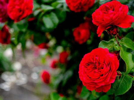 大輪の真紅の薔薇 大輪の真紅の薔薇の写真