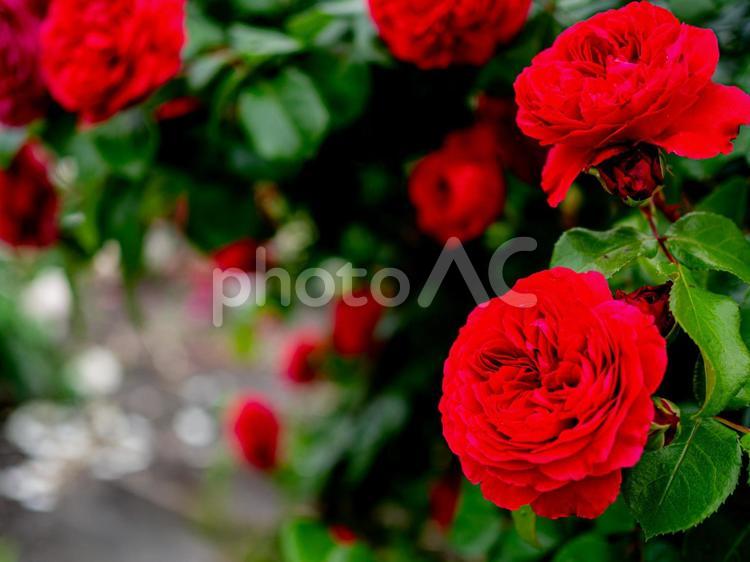 大輪の真紅の薔薇 薔薇,バラ,ばらの写真素材