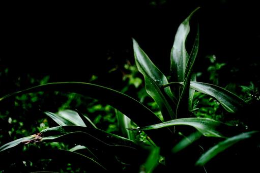 Photo, agave, rain, rainy season, 
