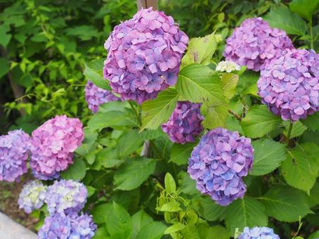 紫とピンクの紫陽花 紫とピンクの紫陽花 紫陽花,紫,ピンクの写真素材
