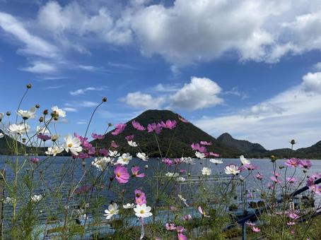秋空の榛名山とコスモス 榛名山,榛名湖,青空の写真素材