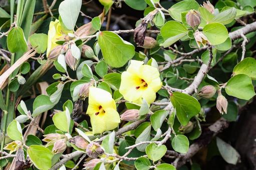 ハマボウの花 ハマボウの花の写真