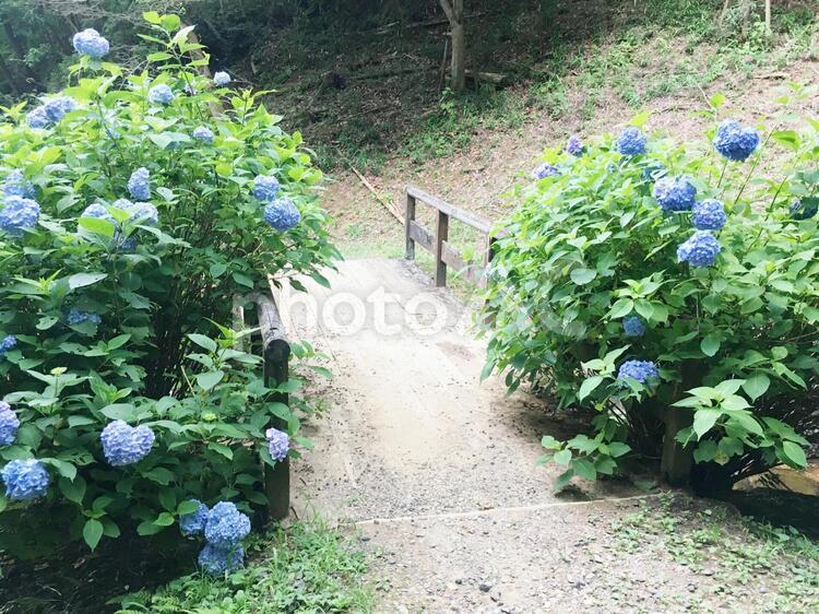 あじさいと橋　左 紫陽花,あじさい,アジサイの写真素材