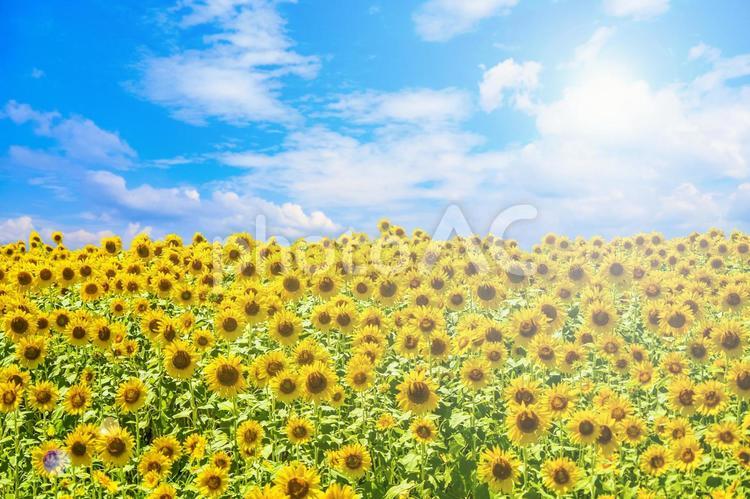 青空とひまわり畑の風景 向日葵,ひまわり,花畑の写真素材