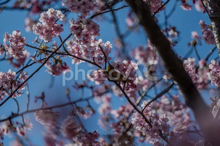 青毛堀川沿いの河津桜 河津桜,サクラ,鳥の写真素材