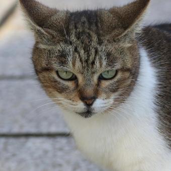 公園ネコ 沖縄県 那覇市 公園ネコ 沖縄県 那覇市の写真