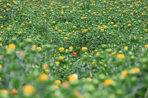 Photo, safflower hata, safflower, red, 