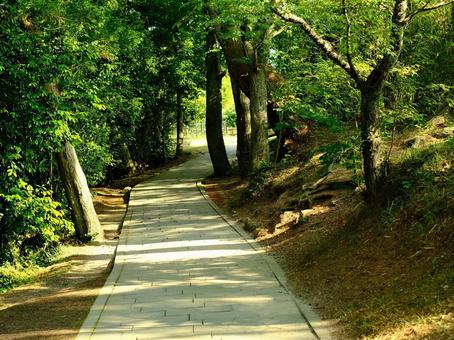 松島小道 背景画,小道,自然の写真素材
