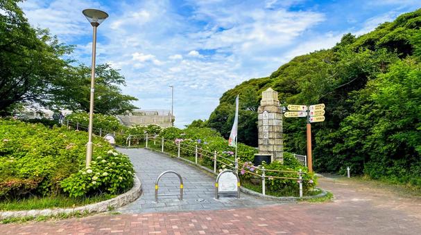 高塔山公園のあじさい 高塔山公園,北九州,若松区の写真素材