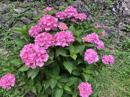 あじさい あじさい あじさい,紫陽花,アジサイの写真素材