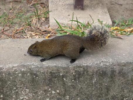タイワンリス5 タイワンリス,アップ,野生の写真素材