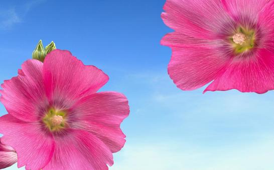 Hollyhock frame Flower language: Abundant harvest, JPG Hollyhock frame Flower language: Abundant harvest, JPG