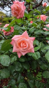 雨上がり、ピンクの薔薇 雨上がり、ピンクの薔薇 バラ,薔薇,ローズの写真素材