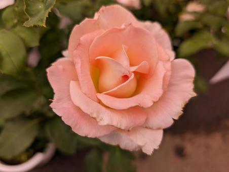 アプリコット色の花 薔薇,バラ,アプリコット色の写真素材