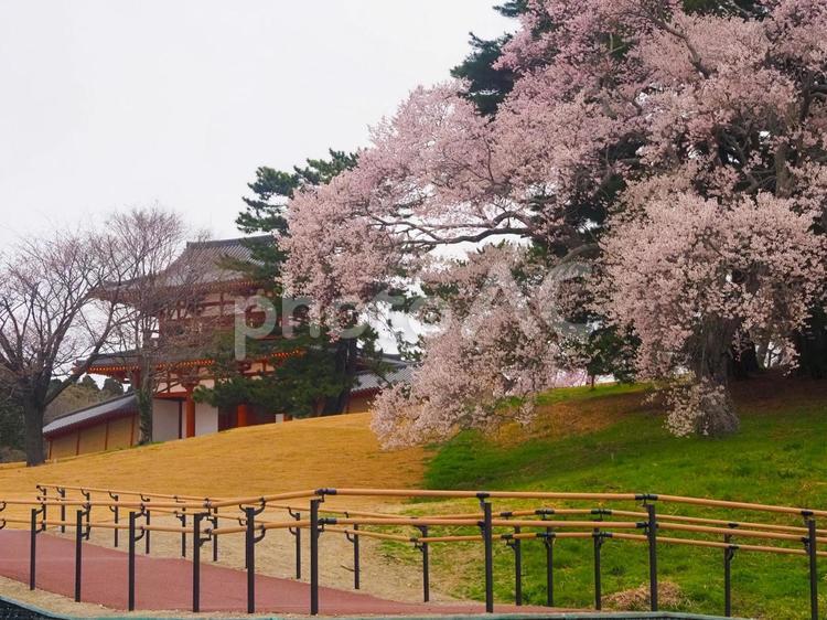 多賀城外郭南門　多賀城跡 宮城県,多賀城市,国宝の写真素材