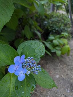 紫陽花 紫陽花の写真