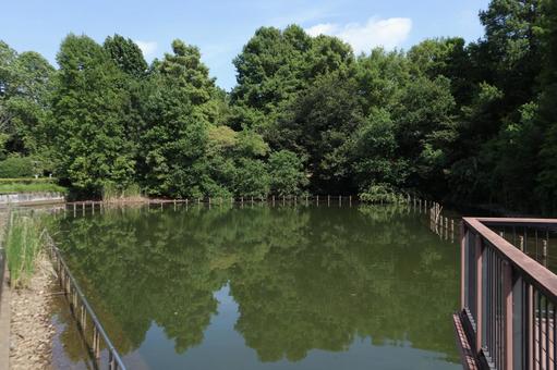 千葉県 柏の葉公園 千葉県 柏の葉公園 柏の葉公園,公園,自然の写真素材
