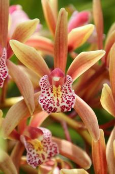 ランの花 ランの花の写真