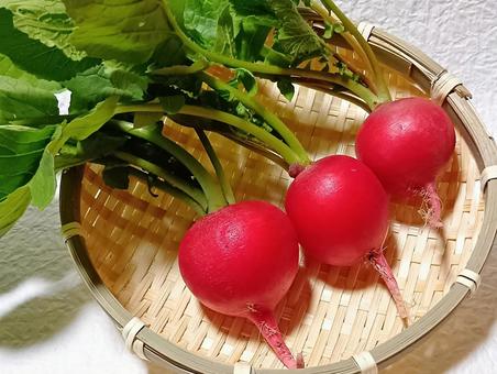 二十日大根 二十日大根,ラディッシュ,野菜の写真素材