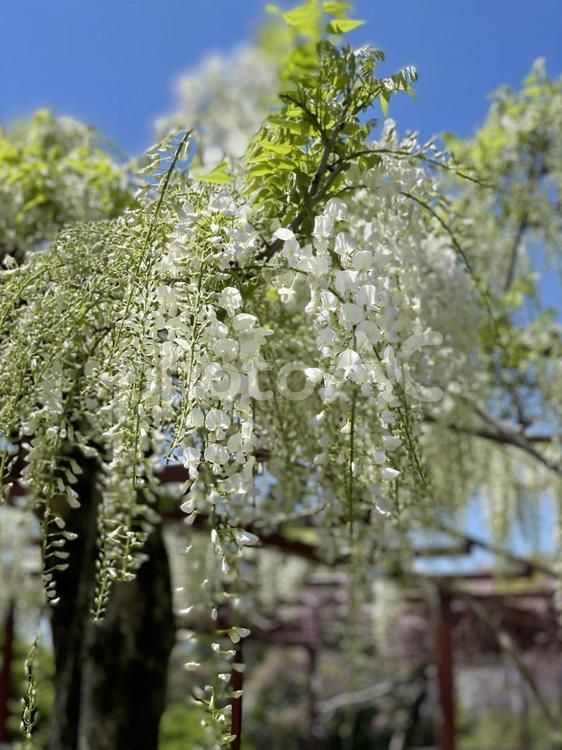 藤　藤の花　アップ２ 藤,藤棚,綺麗の写真素材