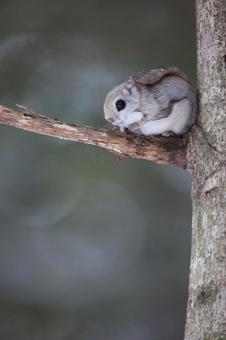 エゾモモンガ エゾモモンガの写真