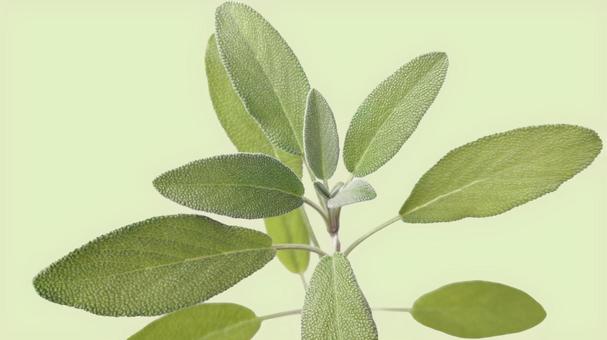 セージ (7) セージ,ハーブ,アップの写真素材