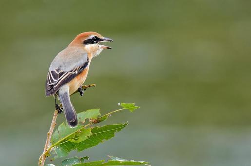 河原で高鳴きするモズの雄 モズ,鵙,百舌鳥の写真素材