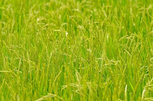 夏の稲穂 夏の稲穂の写真