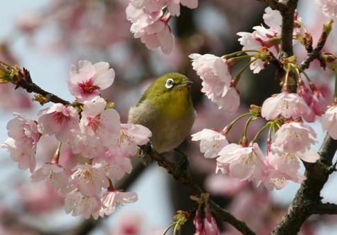 河津桜とメジロ 河津桜とメジロ カワヅサクラとメジロ,自然風景,壁紙の写真素材