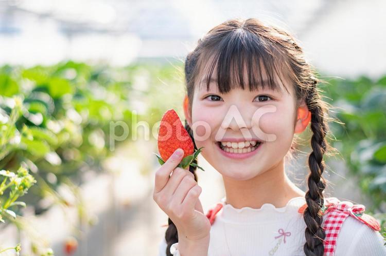いちご狩りをする子供 いちご狩り,いちご,笑顔の写真素材