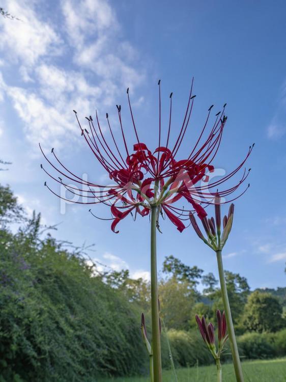 青空に映えるヒガンバナと秋の気配 ヒガンバナ,曼珠沙華,萩の写真素材
