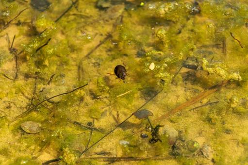 水田に生息する気象生物のゲンゴロウ 水田に生息する気象生物のゲンゴロウ 自然,水,池の写真素材