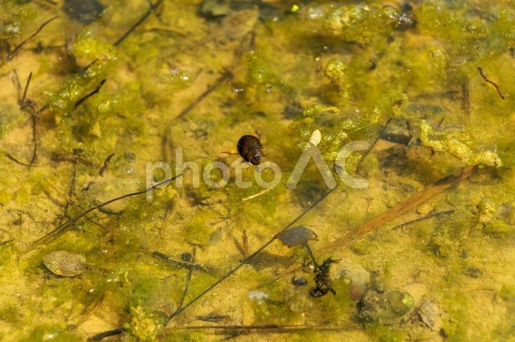 水田に生息する気象生物のゲンゴロウ 自然,水,池の写真素材