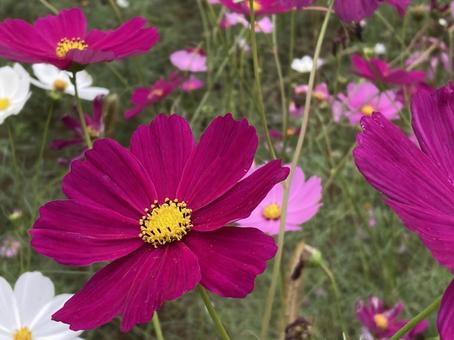 えんじ色のコスモス えんじ色のコスモス コスモス,秋,花の写真素材