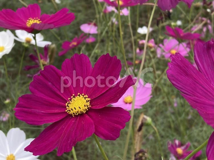 えんじ色のコスモス コスモス,秋,花の写真素材