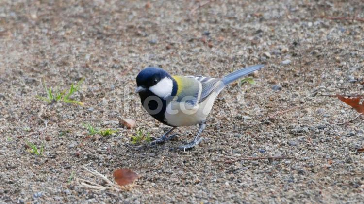 地面に降りて楓の実を探すシジュウカラ シジュウカラ,野鳥,小鳥の写真素材