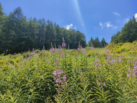夏の高山植物 夏の高山植物の写真