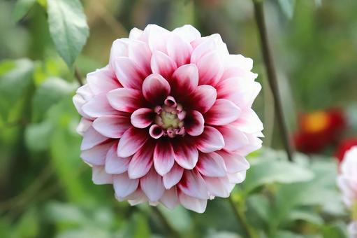 ダリヤの花 ダリヤの花 植物,花,自然の写真素材