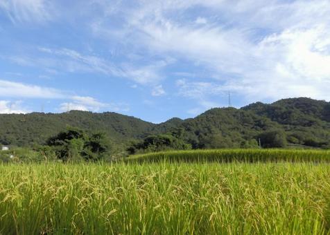 【風景写真】秋の田んぼの風景 【風景写真】秋の田んぼの風景の写真