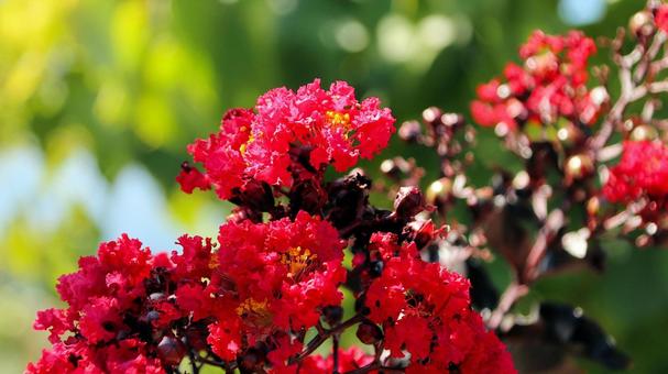 初秋の河口湖畔の真っ赤なサルスベリの花 初秋の河口湖畔の真っ赤なサルスベリの花 サルスベリ,花,初秋の写真素材