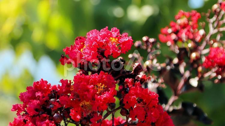 初秋の河口湖畔の真っ赤なサルスベリの花 サルスベリ,花,初秋の写真素材