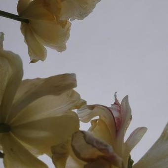 花 チューリップ,曇天,花びらの写真素材