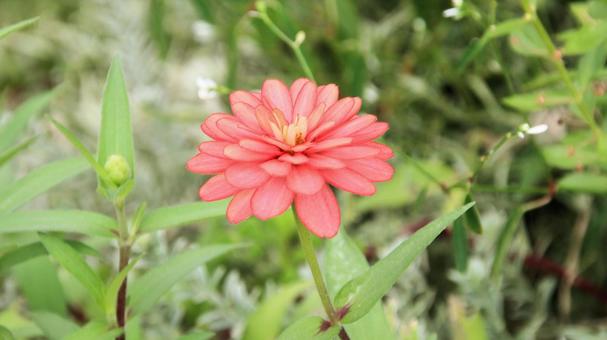 ヒャクニチソウの花 ヒャクニチソウの花 ヒャクニチソウ,キク科,花の写真素材