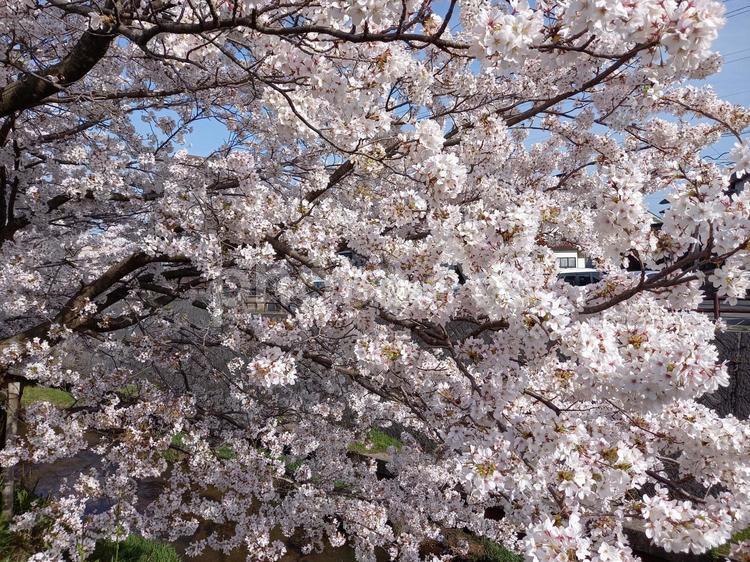 ３月の青空を覆い尽くすような満開の桜 桜,春,３月の写真素材