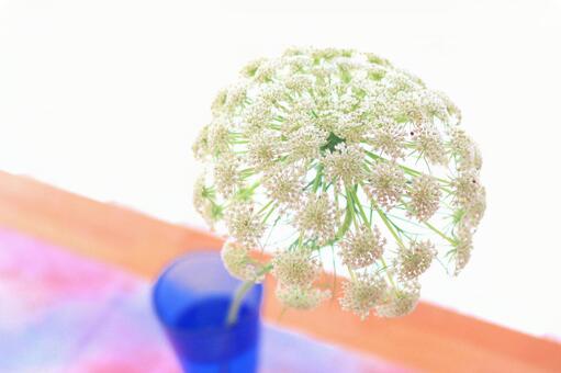 人参の白い花 人参の白い花の写真