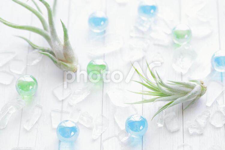 エアープランツとビー玉 エアープランツ,植物,壁紙の写真素材