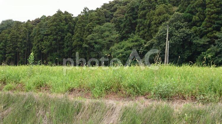 林と田と田舎道 風景,自然,草の写真素材