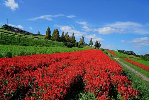 淡路島 あわじ花さじき⑰ サルビア 淡路島 あわじ花さじき⑰ サルビアの写真