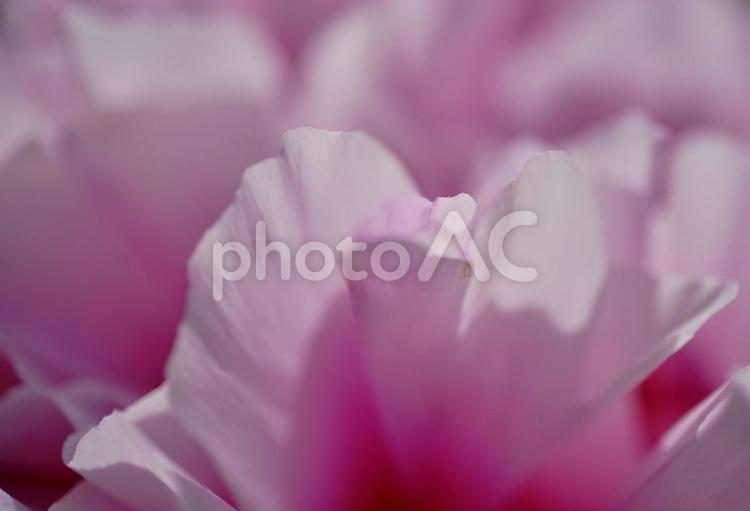背景素材　鮮かな牡丹の花びら 背景,牡丹,フローラルの写真素材